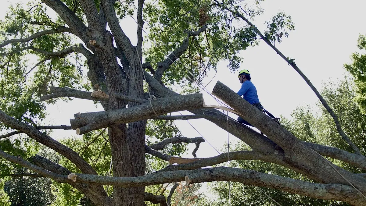 Professional Crown Thinning performed by certified arborists in Zionville