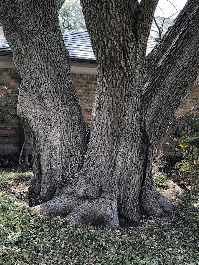 Mature heritage tree close to a Zionville property cared for by certified arborists